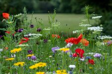 Exploration de la Nature en Plein Cœur de la Ville : Dalston Eastern Curve Garden