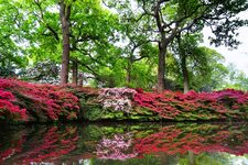 L'Isabella Plantation : Jardin Botanique en Plein Cœur de Richmond Park