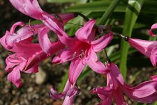 Le Chelsea Physic Garden : L'Art de la Botanique au Cœur de Londres