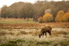 Richmond Park  À la Rencontre de la Nature et de l'Histoire au Cœur de Londres