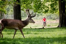 À la Découverte de la Nature Préservée : Randonnées et Sentiers de Richmond Park